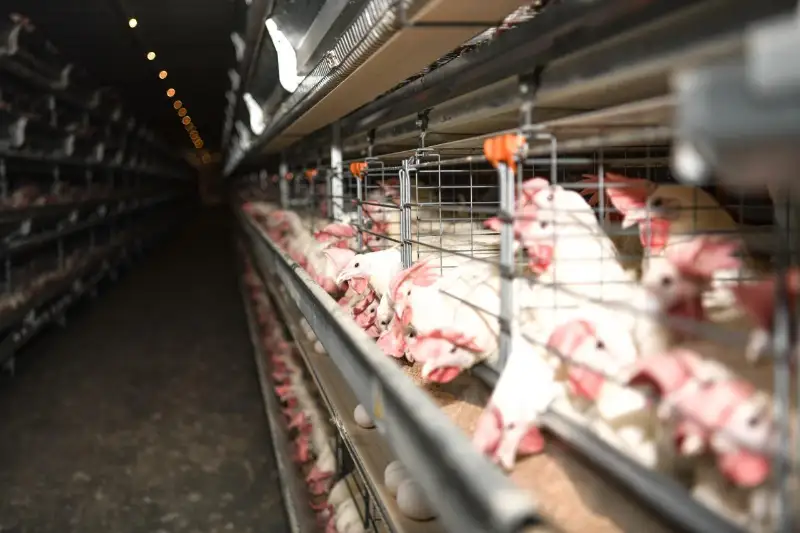 18 миллионов яиц в год выпускает новый цех птицефабрики в Уральске