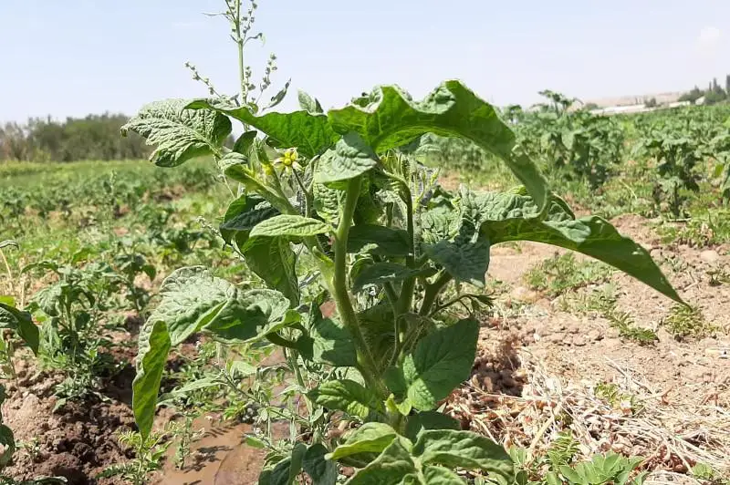 Туркестан: Толебийские дехкане получают два урожая в год