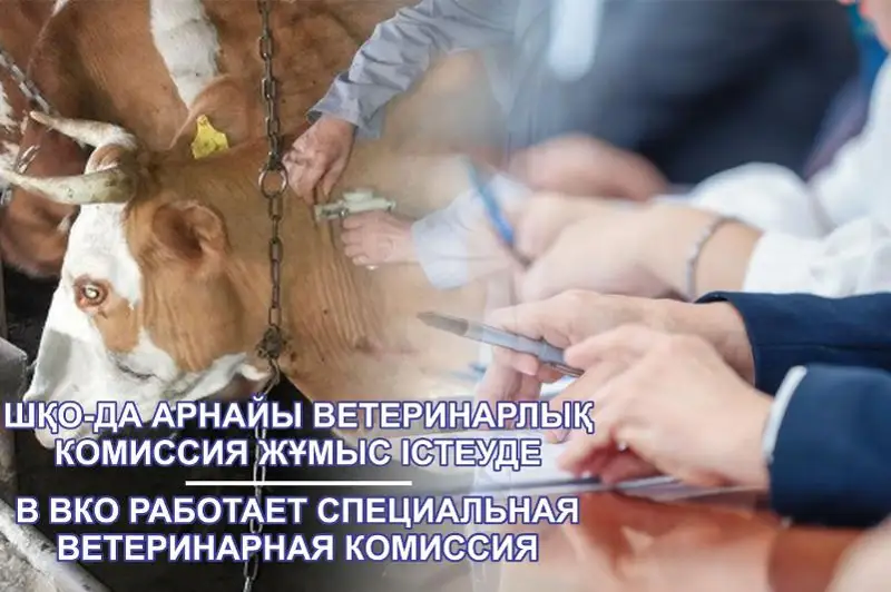 Специальная веткомиссия устанавливает причину падежа домашнего скота в ВКО