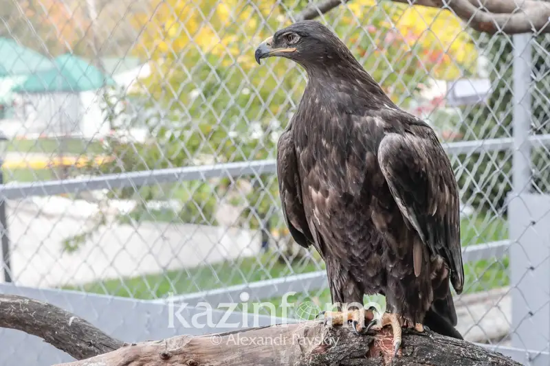 Выращенных в питомнике птенцов беркута выпускают на волю в Алматы