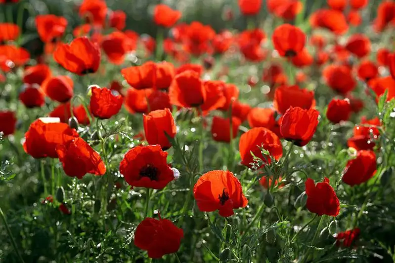 Более 4,7 тысячи кустов мака изъяли у жителя Туркестанской области