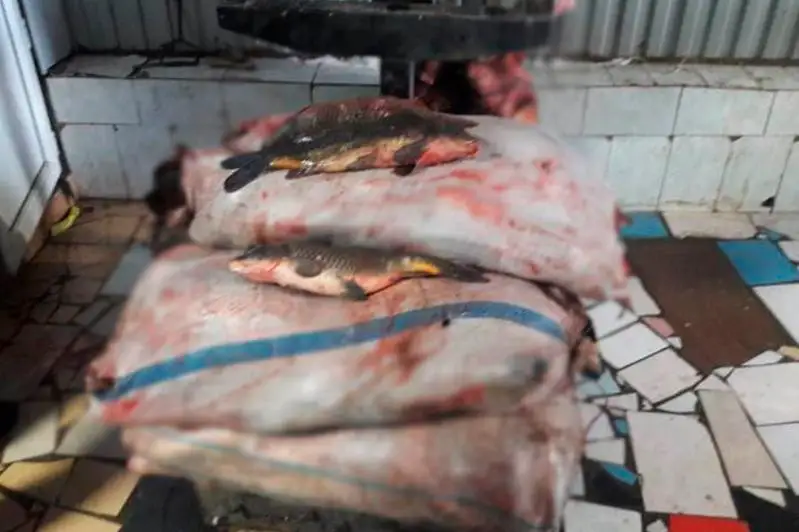 Более тонны незаконно перевозимой рыбы изъяли у жителя Уральска