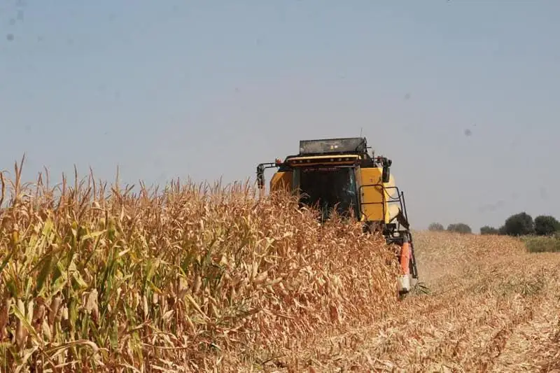 Более 24 млрд тенге составил объем сельхозпродукции в Ордабасинском районе