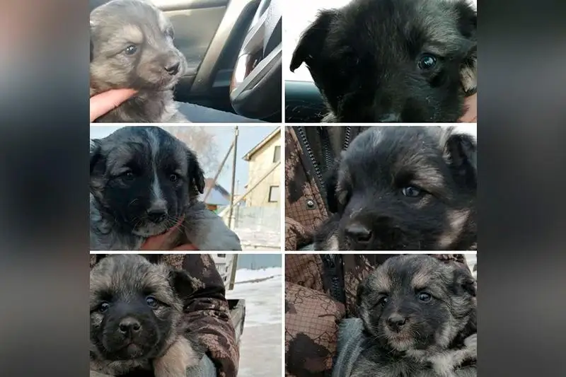 Шесть щенков извлекли из-под завалов спасатели СКО