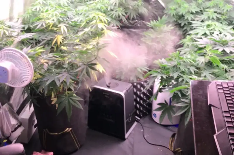 Житель столицы незаконно выращивал элитные сорта марихуаны