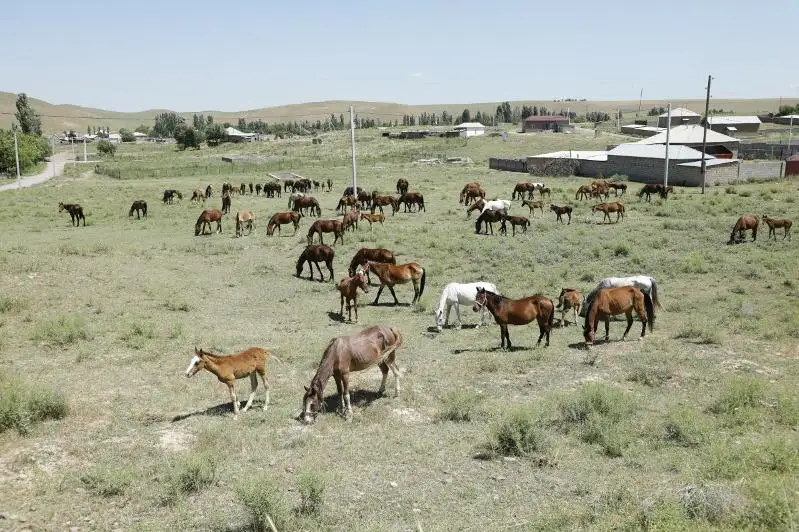 Лошадей на 152 млн тенге похитила преступная группа в Туркестанской области