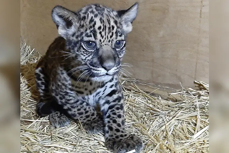 Ягуар родился в зоопарке Алматы
