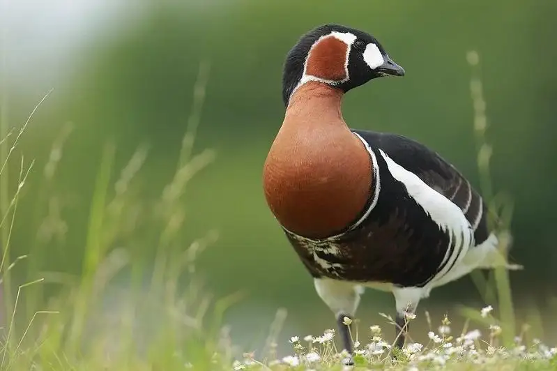 Убитая в Румынии казарка передавала ценную информацию орнитологам Казахстана