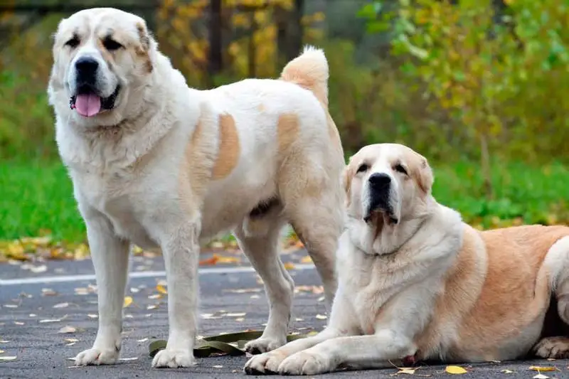 Собаки породы тобет будут служить в полиции Нур-Султана