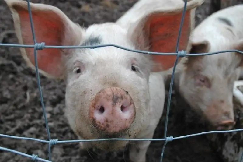 Из-за африканской чумы свиней усилили контроль на границе в СКО