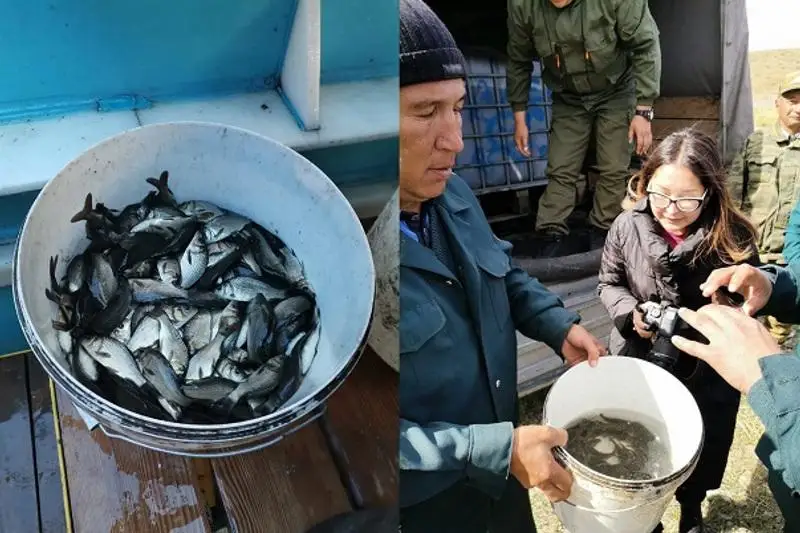Баянаульские озера населят карпом