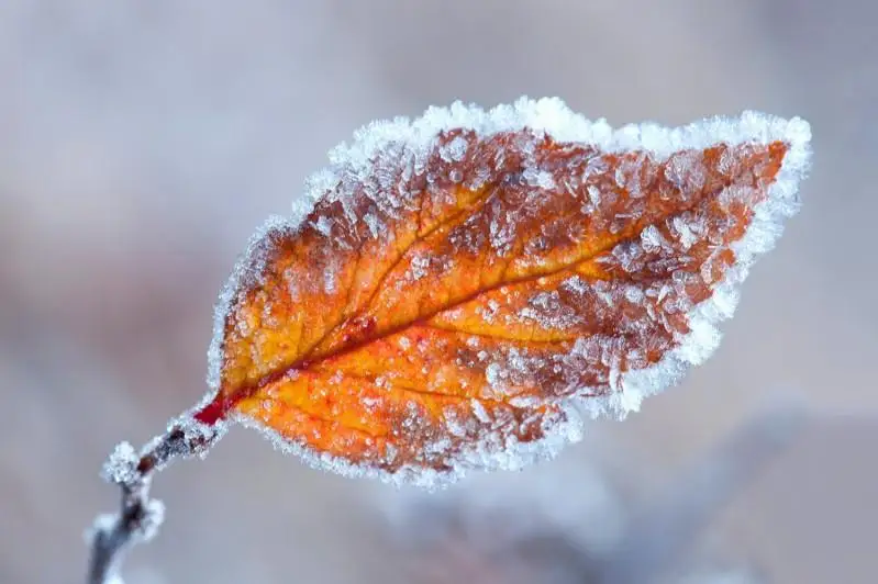 Заморозки ожидаются в ряде регионов Казахстана 27 сентября