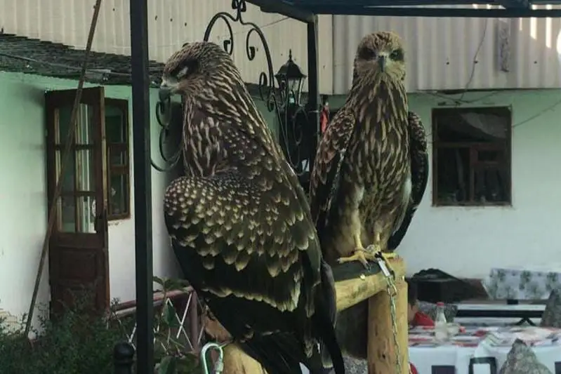 Хищных птиц изъяли у владелицы чайханы в Туркестанской области