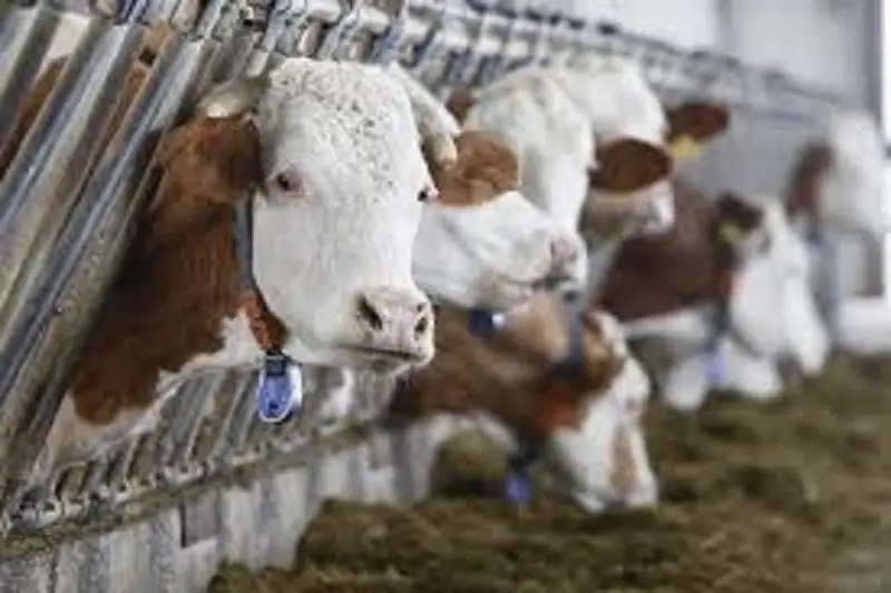 Более 140 голов КРС водворили на «штрафстоянку» в ВКО