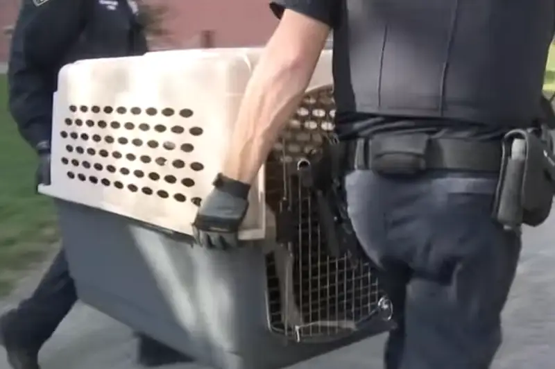 Питбуль напал на дочь казахстанского дипломата в Нью-Йорке