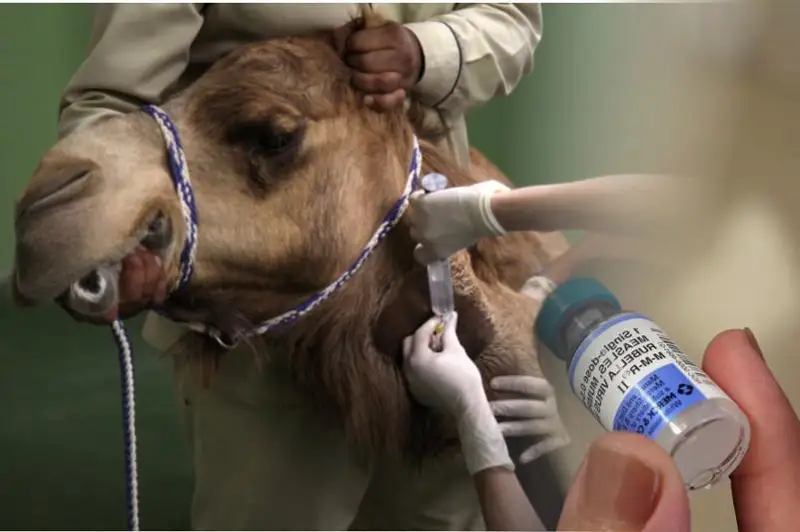 Выпуск вакцин против оспы верблюдов начат в Казахстане