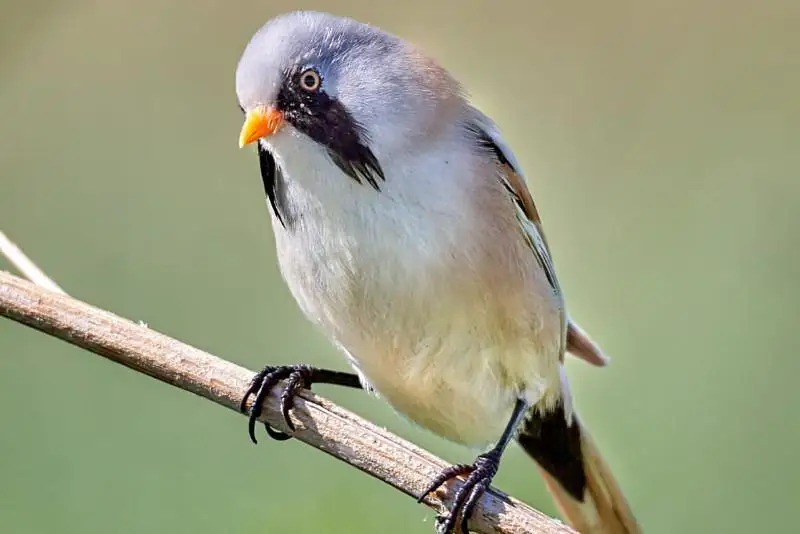 Усатая синица впервые за 100 лет поселилась в окрестностях Семея