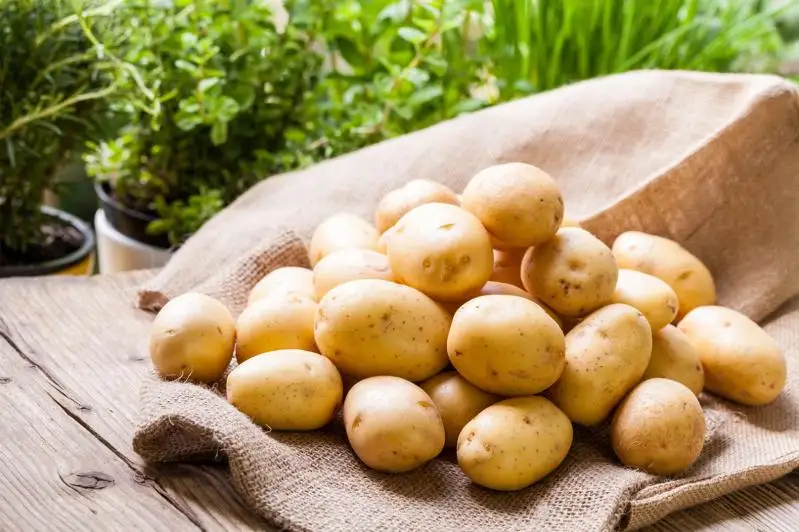 Обеспечить качественными семенами просят картофелеводы Жамбылской области