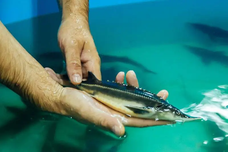 Как развивается рыбное хозяйство в Казахстане