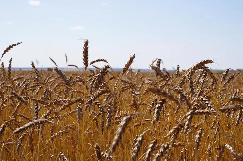 Уборку зерновых культур завершили в Акмолинской области