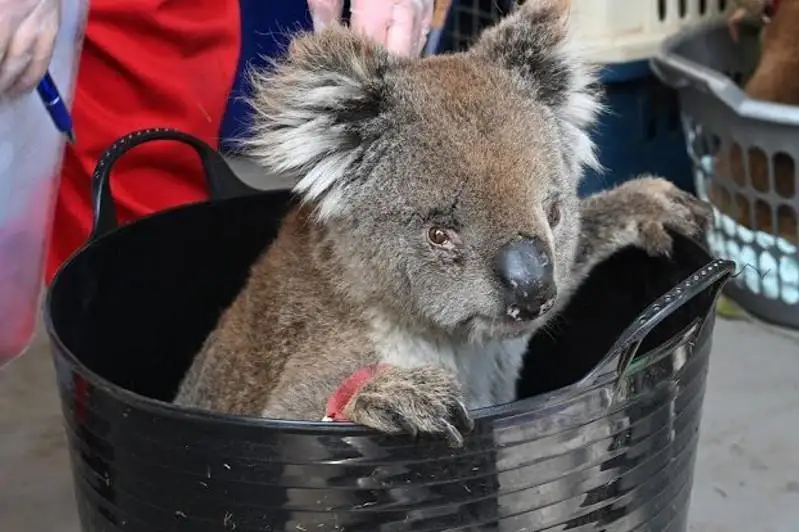 В Австралии создали импровизированный госпиталь для коал