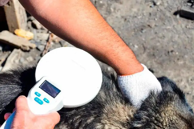 Электронные паспорта могут появиться у животных в РК