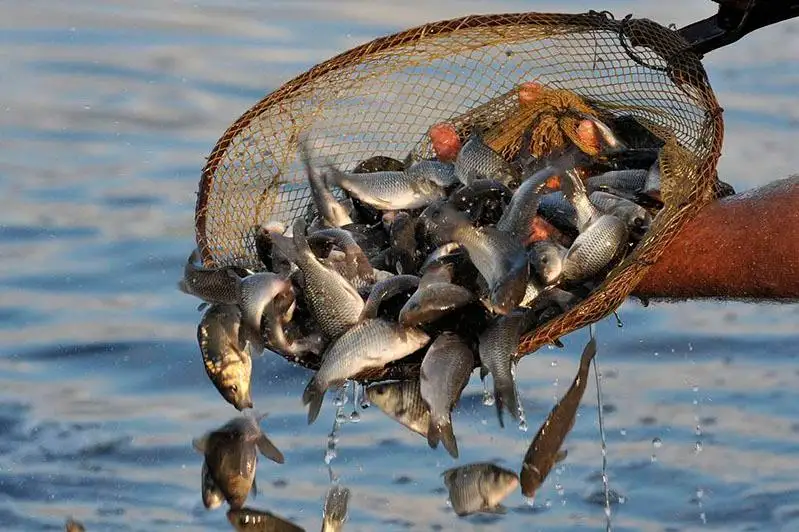 Объемы зарыбления водоемов увеличивают в Восточно-Казахстанской области