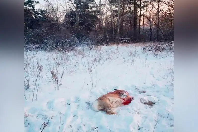 Подстреливших сибирскую косулю браконьеров задержали в резервате «Семей орманы»