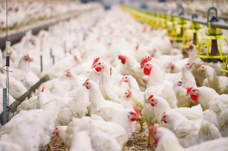 Бройлерную птицефабрику построят в СКО