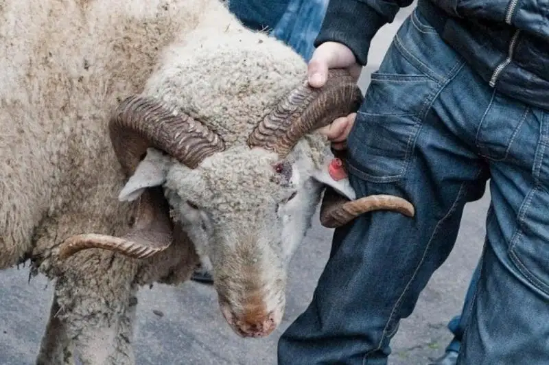 Об особенностях совершения жертвоприношения рассказал Верховный муфтий