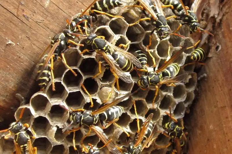 Рой ос не давал покоя жителям одной из многоэтажек Усть-Каменогорска