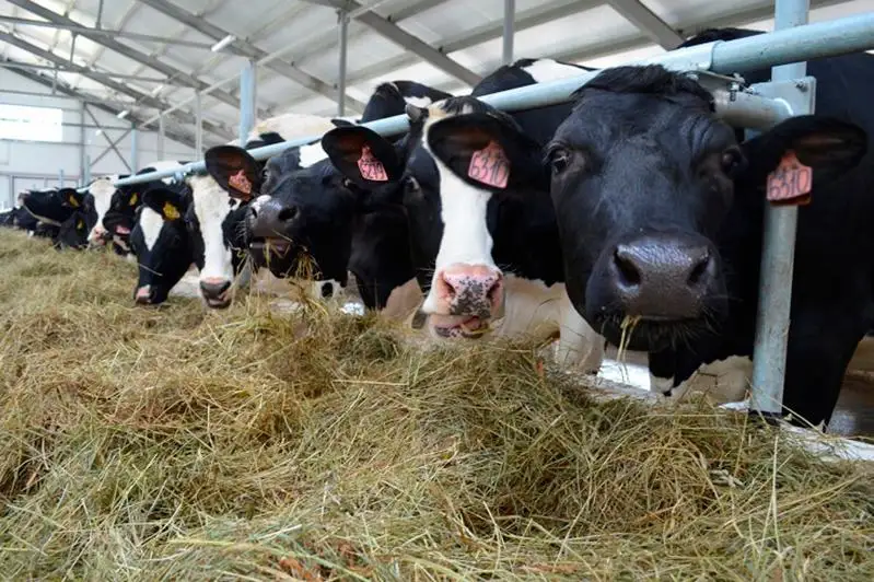 Пять тысяч голов скота из-за рубежа привезут в СКО