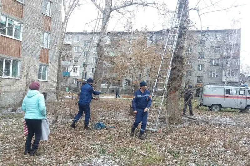 Просидевшего 4 дня на дереве котенка спасли в Усть-Каменогорске