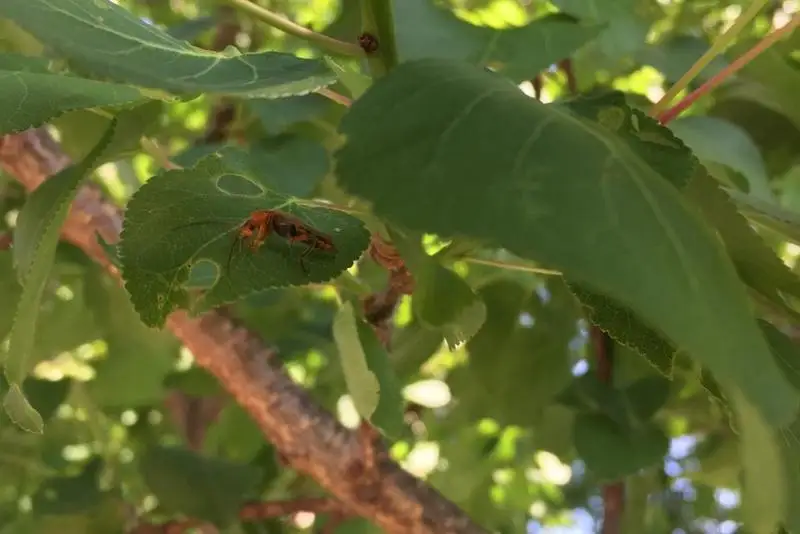 Алматинцы жалуются на нашествие жуков
