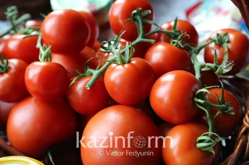 Увеличить объем огородной продукции намерены в Жамбылской области