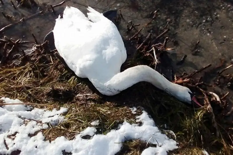 В Синьцзяне зафиксирована вспышка птичьего гриппа