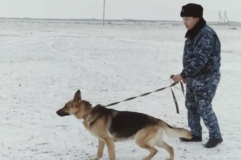 Около 400 преступлений помогли раскрыть акмолинским полицейским собаки