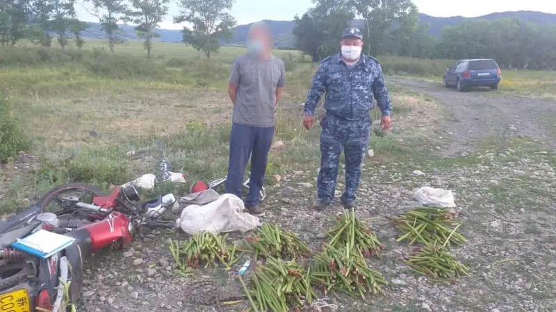 Уголовная ответственность за сбор краснокнижного ревня грозит жителю ВКО