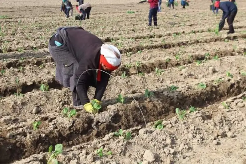 78,5 тысяч га планируют засеять в Жетысайском районе Туркестанской области