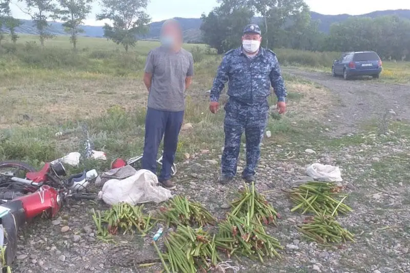 За сбор редкого растения могут уголовно наказать жителя ВКО