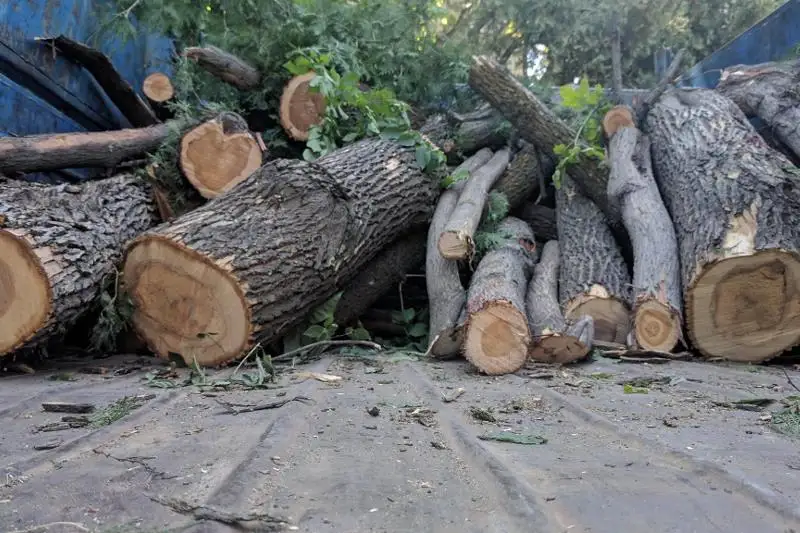 В договоре с подрядчиками нет пункта о вырубке деревьев - акимат Алматы