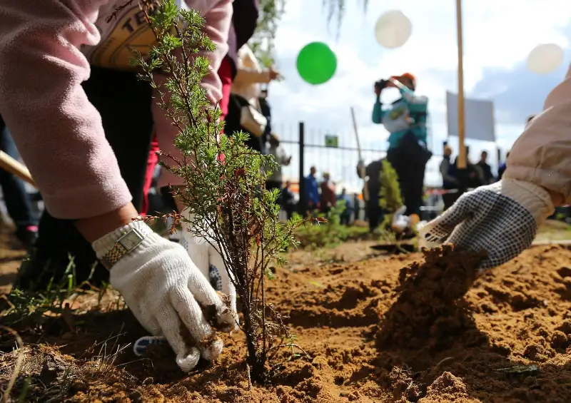 Лесной фонд страны: 2 млрд деревьев высадят до 2025 года
