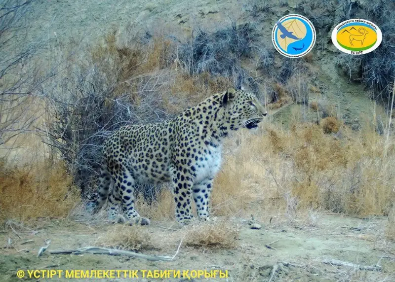 Леопард снова попал в фотоловушку в Мангистауской области
