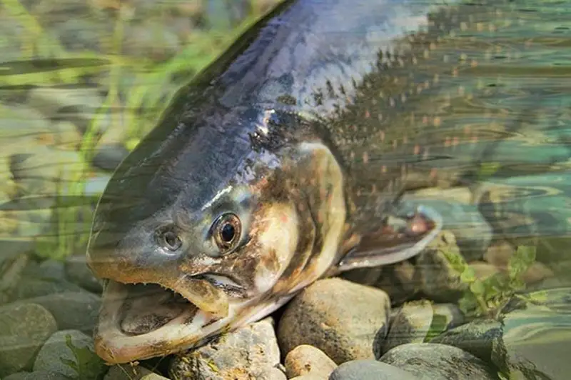 500 тонн форели в год будет производить комплекс в Акмолинской области