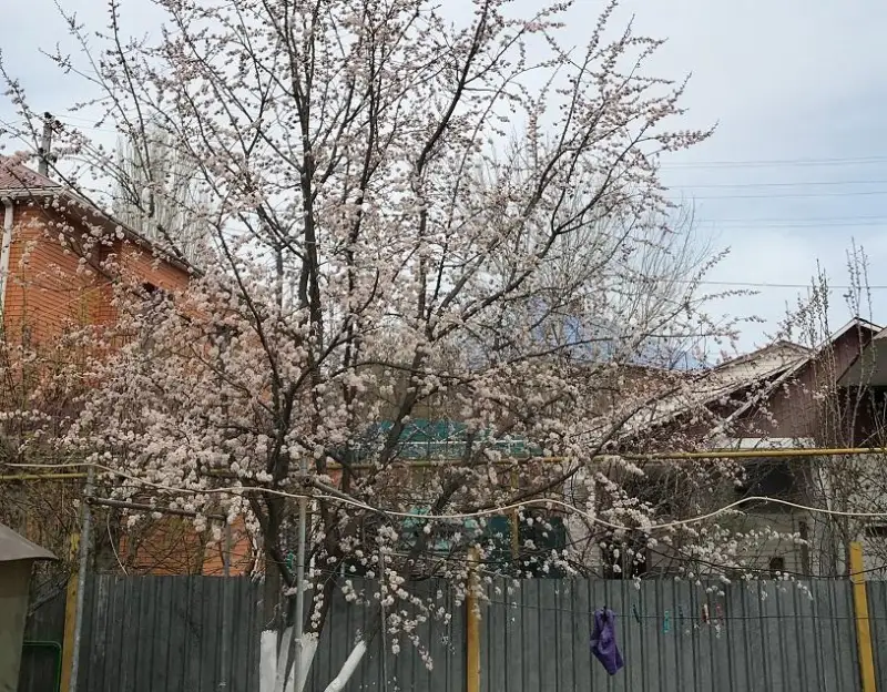 В Атырау расцвели абрикосы