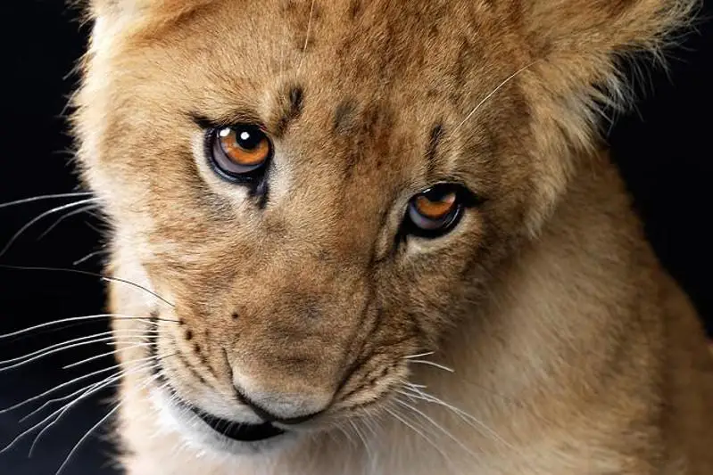 Африканского львенка конфисковали у павлодарца