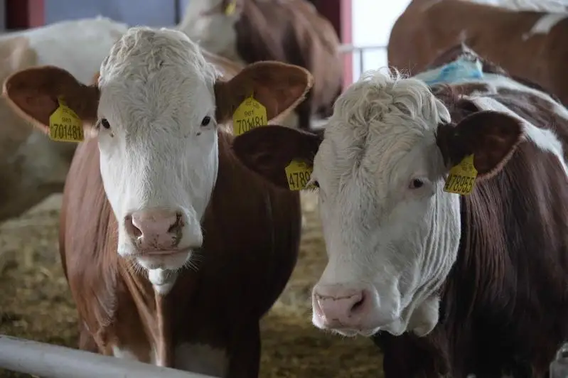 25 тысяч тонн молока будут дополнительно производить новые фермы в СКО