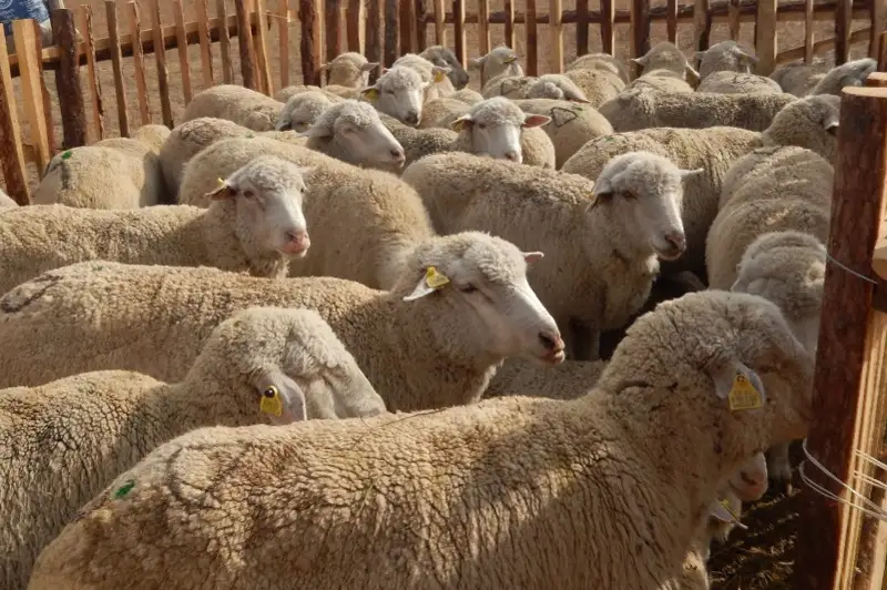 Кражу скота на 3,5 млн тенге раскрыли в Туркестанской области