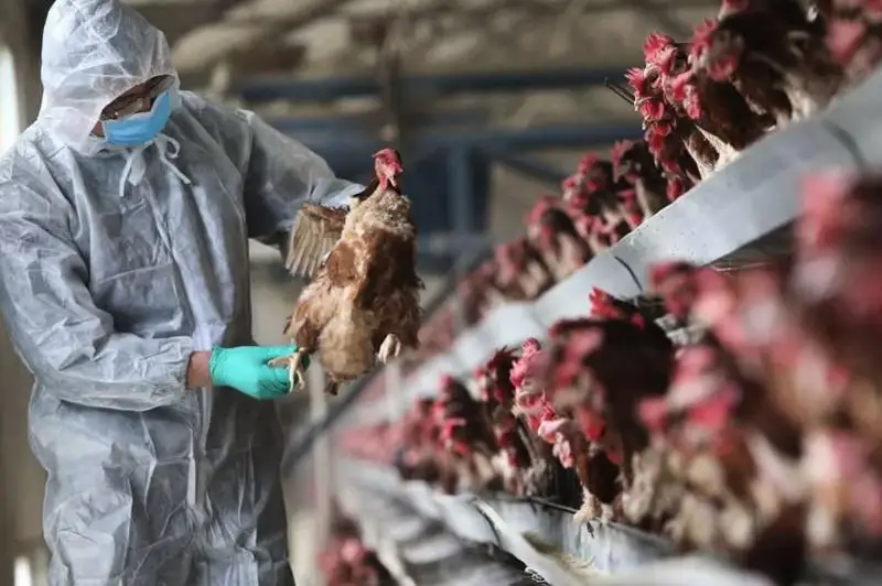 Передается ли птичий грипп человеку