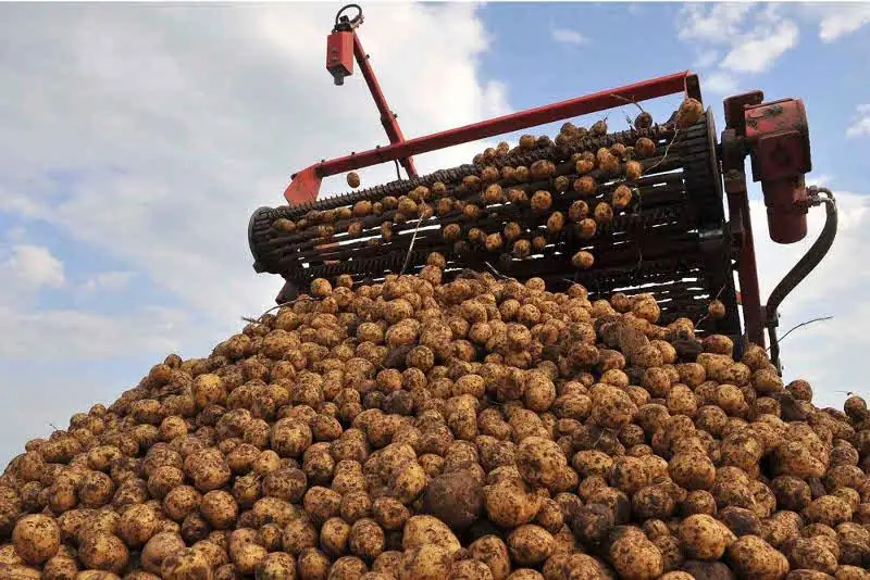 Почти 600 тысяч тонн картофеля собрали в Павлодарской области